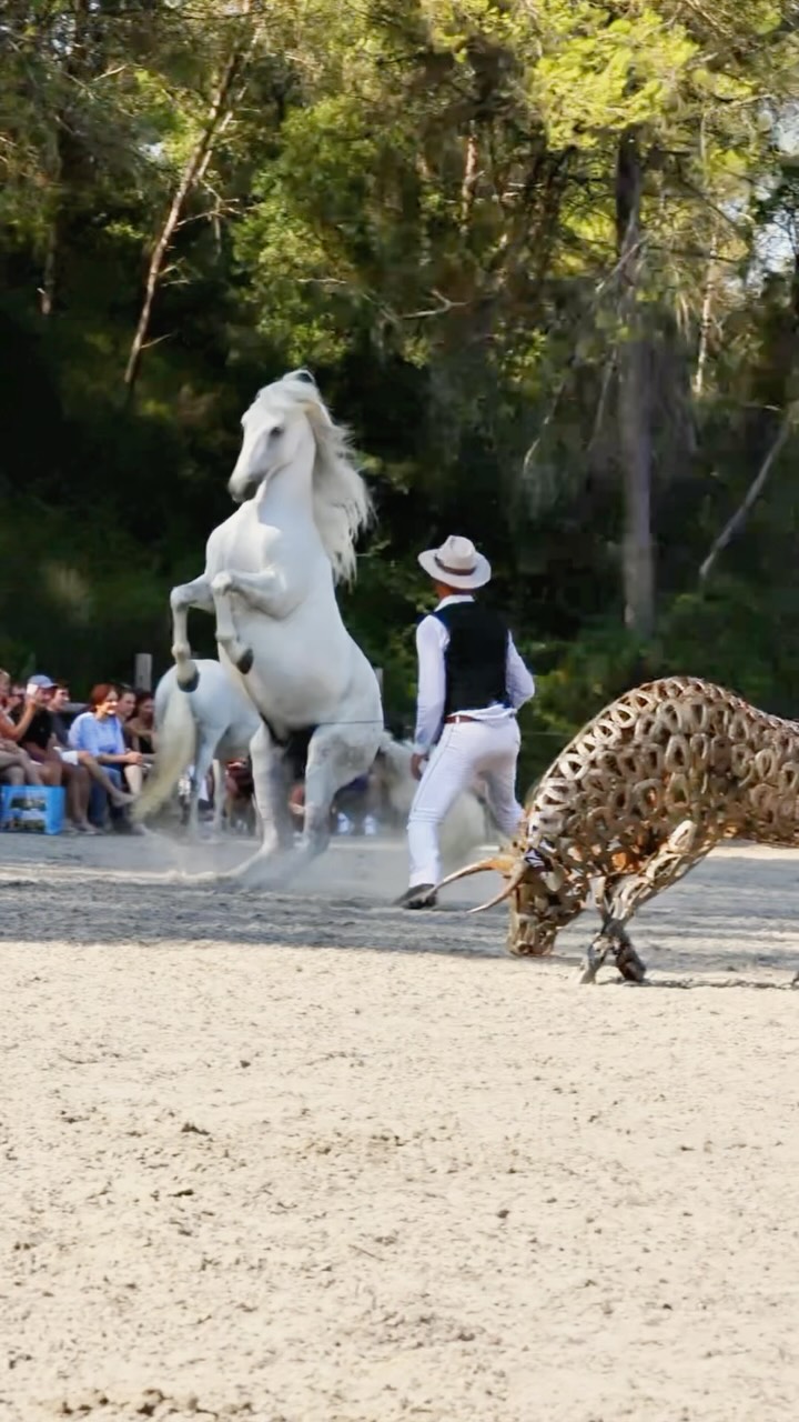 Benjamin face à un cheval blanc évoluant en liberté