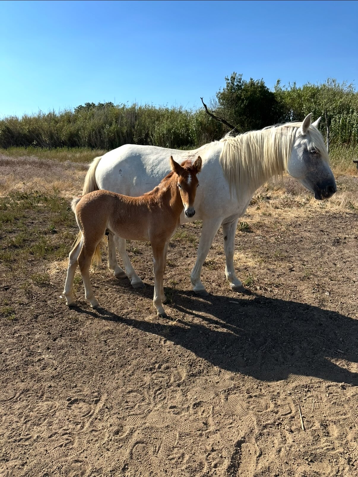 Un poulain auprès d’un cheval adulte dans un espace naturel